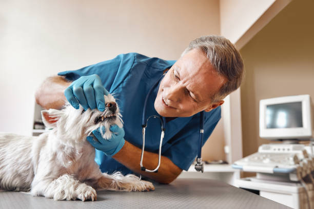 Best Emergency Dental Services for Seniors in Fearrington Village, NC